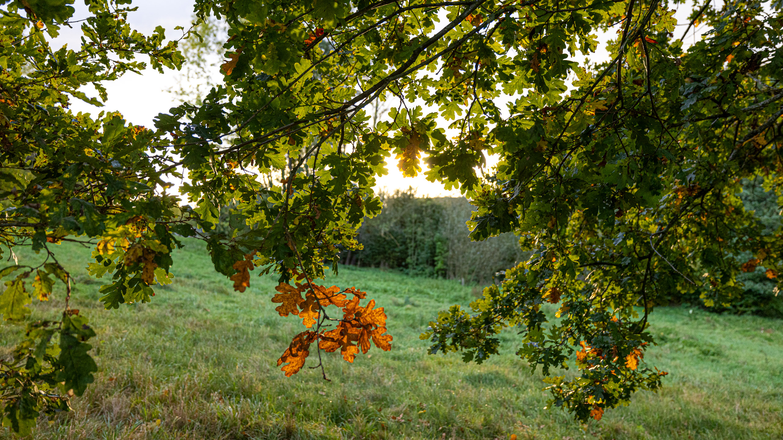 20231014173852 R5D 4201